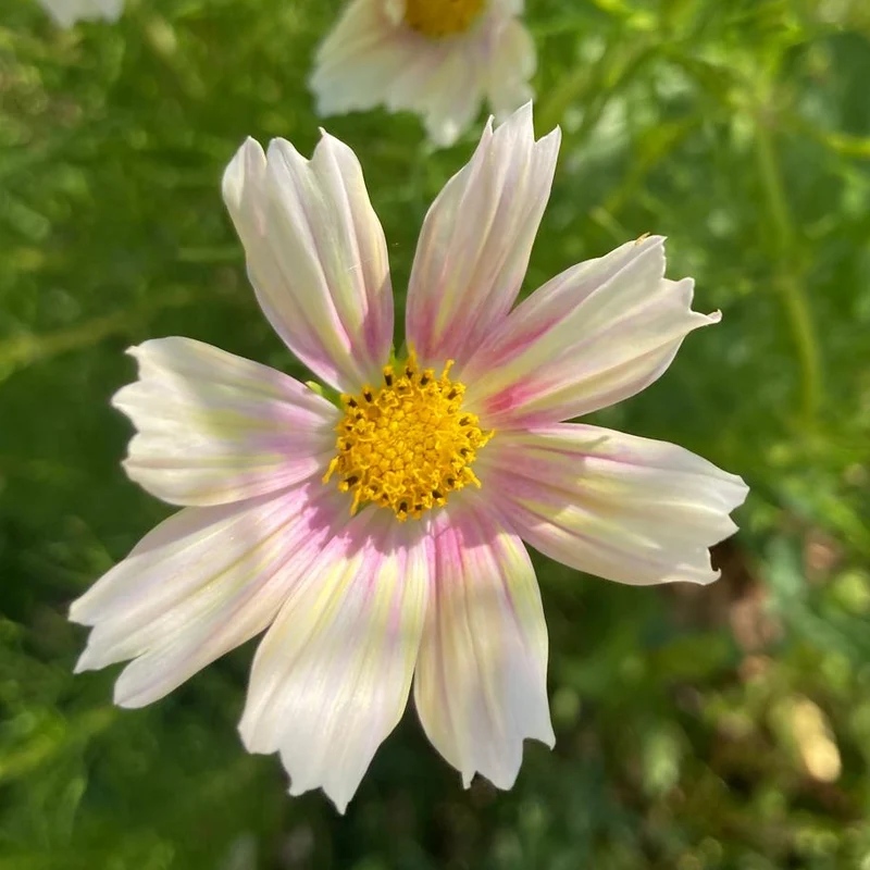 Graines de Cosmos "Apricot Lemonade" • Certifiées AB