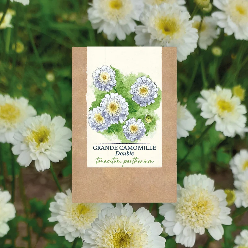 Graines de Camomille Grande "Double" • Certifiées AB