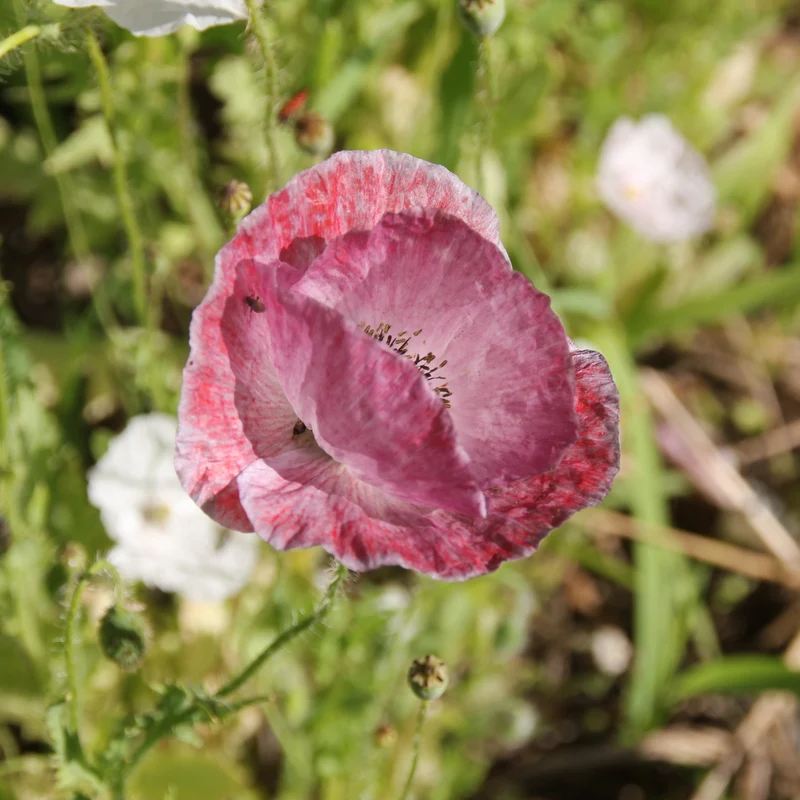 Graines de Coquelicot "Mother of Pearl"• Certifiées AB