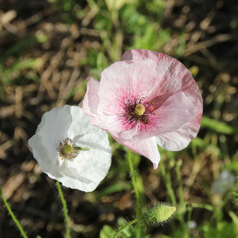 Graines de Coquelicot "Mother of Pearl"• Certifiées AB
