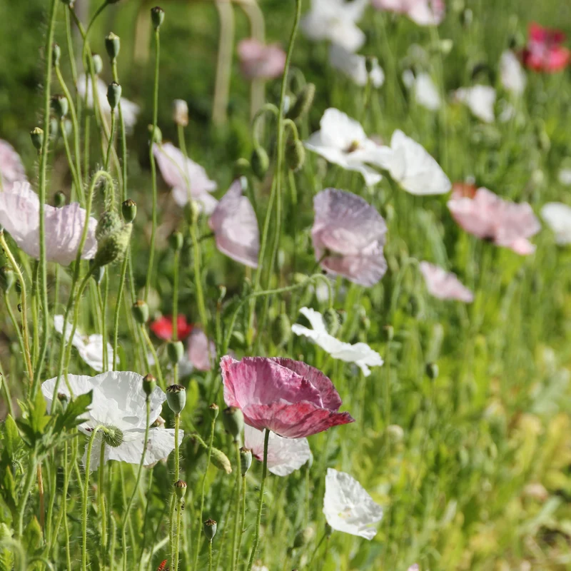 Graines de Coquelicot "Mother of Pearl"• Certifiées AB