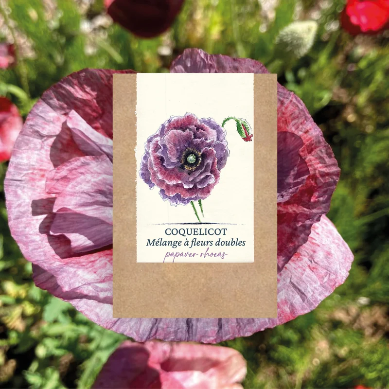 Graines de Coquelicot "Mélange à fleurs doubles" • Non traitées