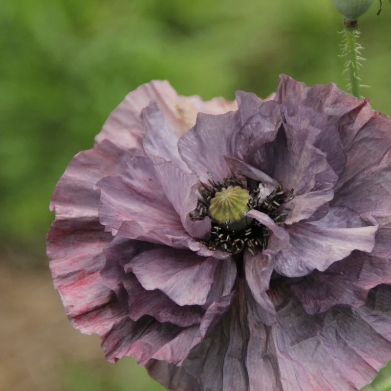 Graines de Coquelicot "Mélange à fleurs doubles" • Non traitées