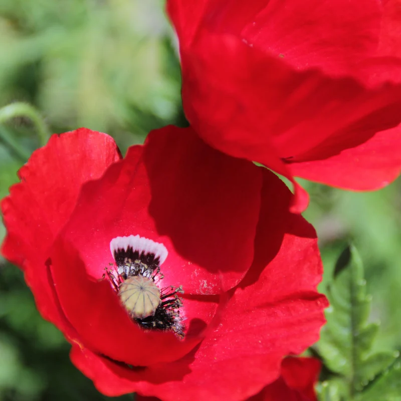 Graines de Coquelicot sauvage • Certifiées AB