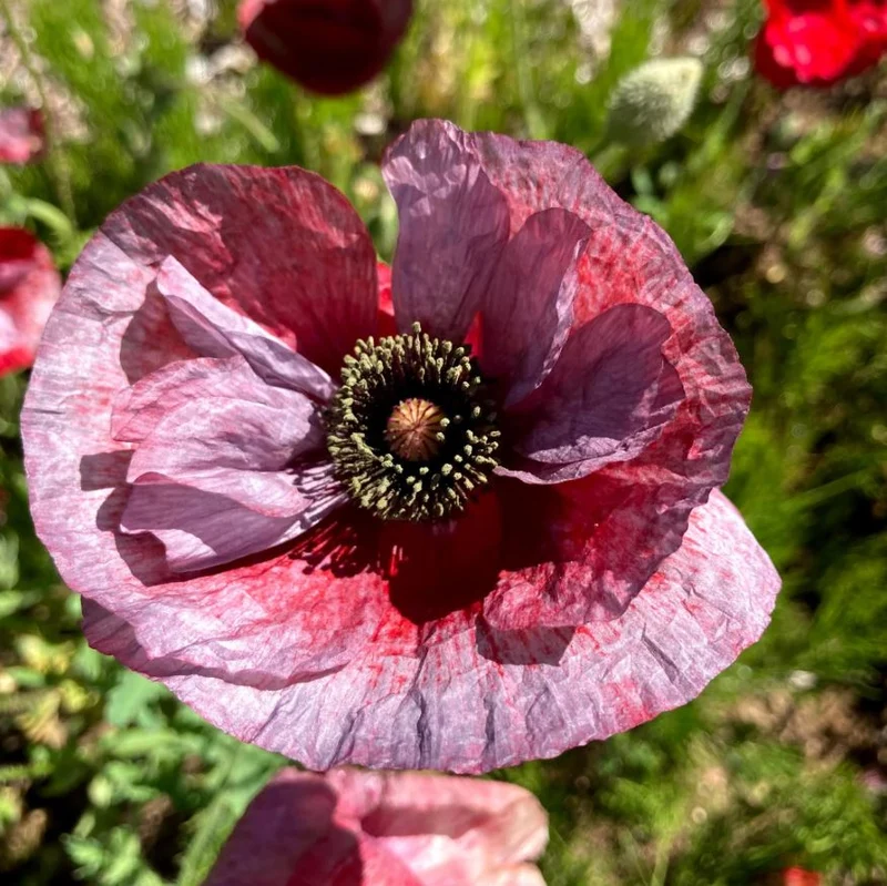 Graines de Coquelicot "Mélange à fleurs doubles" • Non traitées
