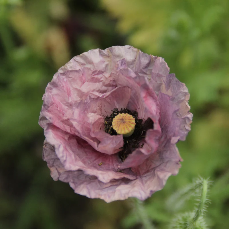 Graines de Coquelicot "Mélange à fleurs doubles" • Non traitées