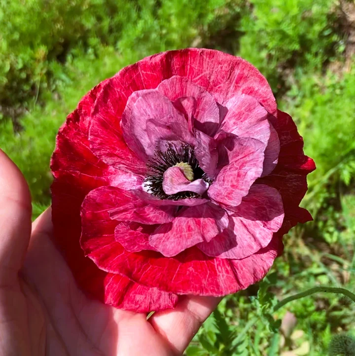 Graines de Coquelicot "Mélange à fleurs doubles" • Non traitées