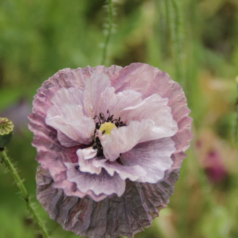 Graines de Coquelicot "Mélange à fleurs doubles" • Non traitées