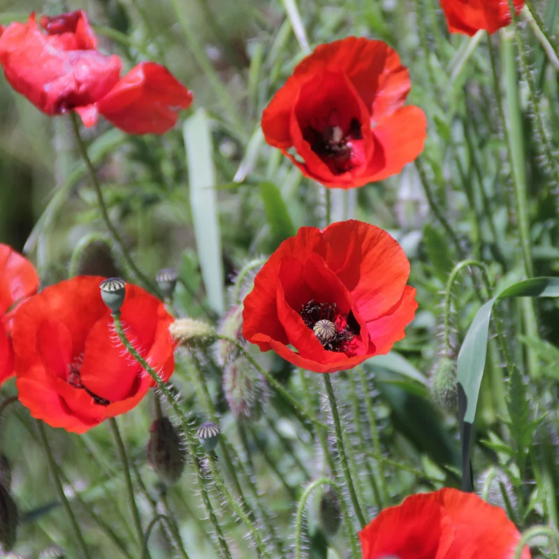 Graines de Coquelicot sauvage • Certifiées AB