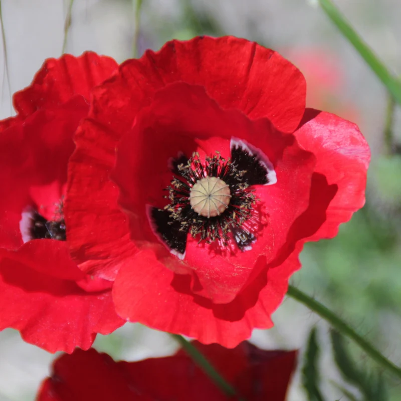 Graines de Coquelicot sauvage • Certifiées AB