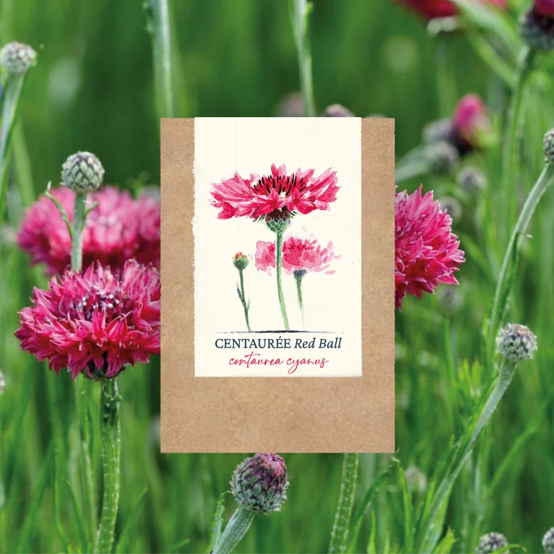Graines de Bleuet, Centaurée "Red Ball" • Certifiées AB