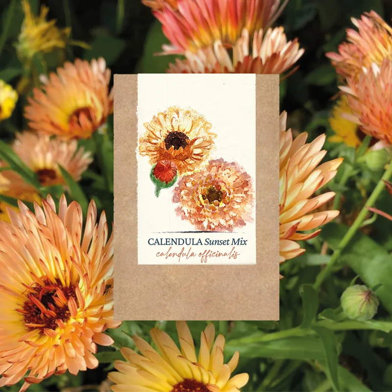 Graines de Calendula "Sunset Mix" • Certifiées AB
