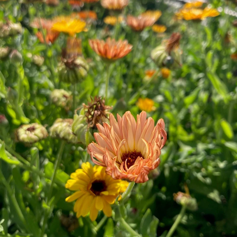 Graines de Calendula "Sunset Mix" • Certifiées AB