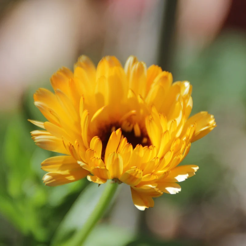 Graines de Calendula "Sunset Mix" • Certifiées AB