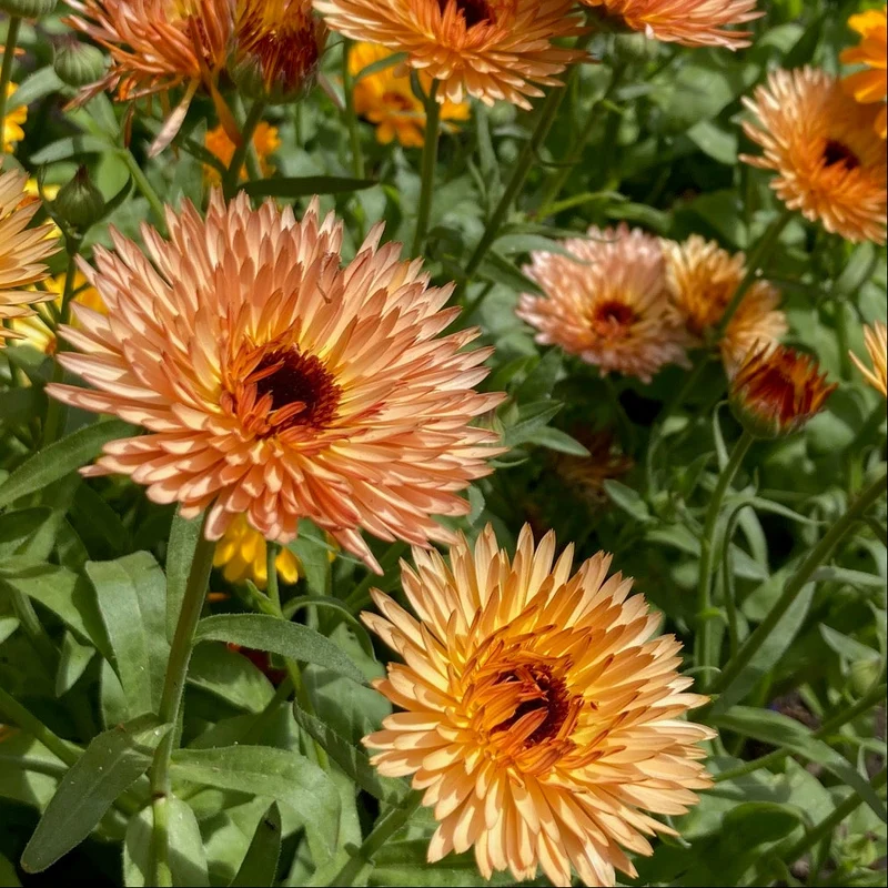 Graines de Calendula "Sunset Mix" • Certifiées AB