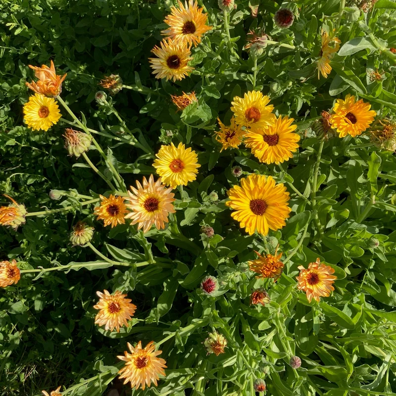 Graines de Calendula "Sunset Mix" • Certifiées AB