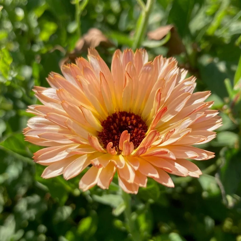 Graines de Calendula "Sunset Mix" • Certifiées AB