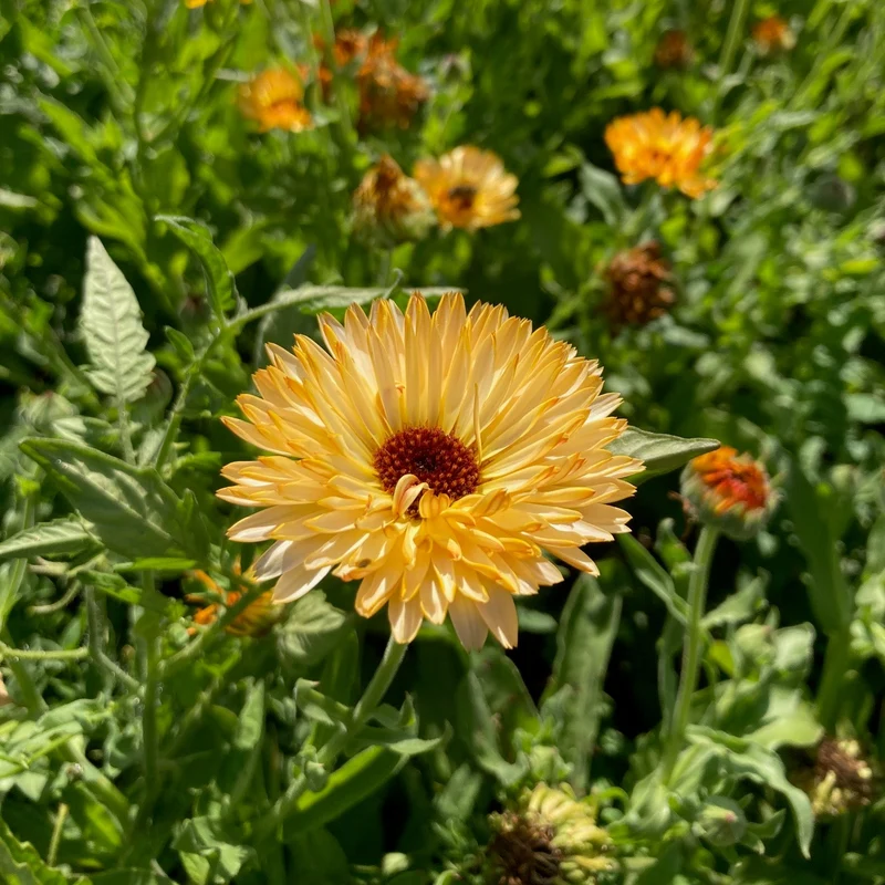 Graines de Calendula "Sunset Mix" • Certifiées AB