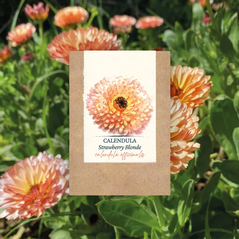 Graines de Calendula "Strawberry Blonde" • Certifiées AB