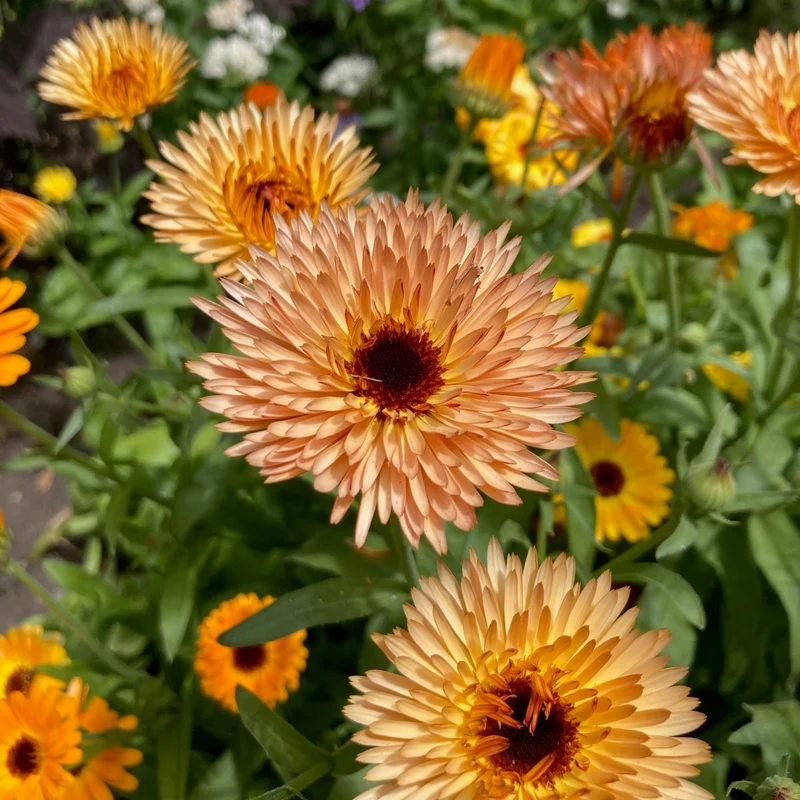 Graines de Calendula "Strawberry Blonde" • Certifiées AB