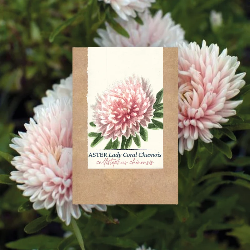 Graines d'Aster "Lady Coral Chamois" • Certifiées AB