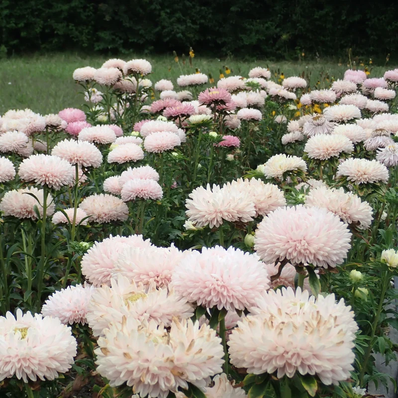 Graines d'Aster "Lady Coral Chamois" • Certifiées AB