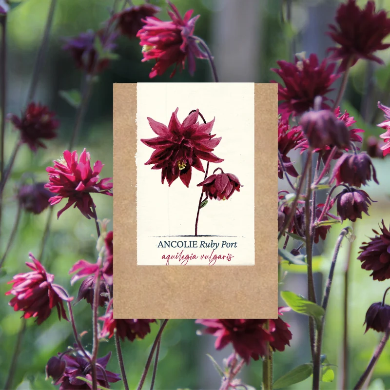 Graines d'Ancolie "Ruby Port" • Non traitées