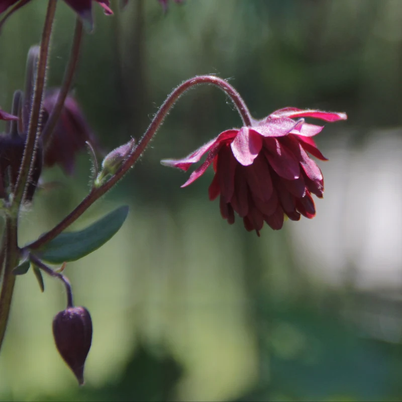 Graines d'Ancolie "Ruby Port" • Non traitées