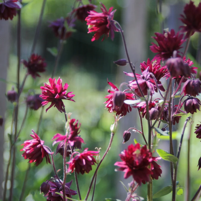 Graines d'Ancolie "Ruby Port" • Non traitées