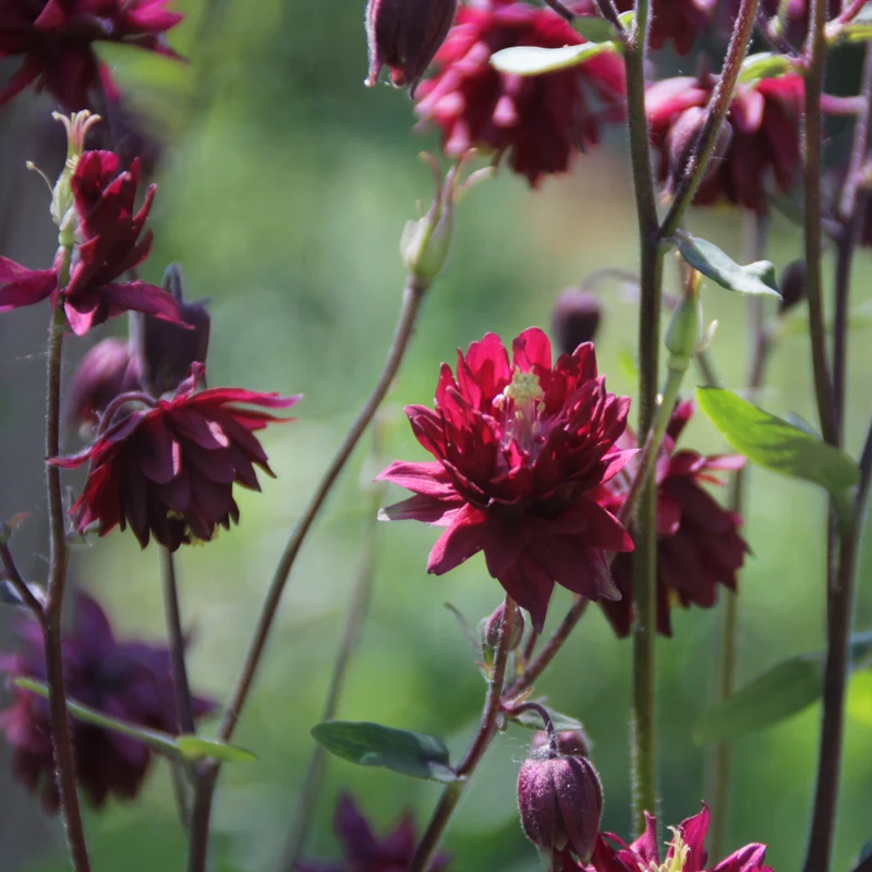 Graines d'Ancolie "Ruby Port" • Non traitées