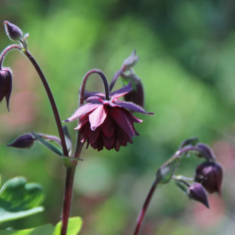 Graines d'Ancolie "Ruby Port" • Non traitées