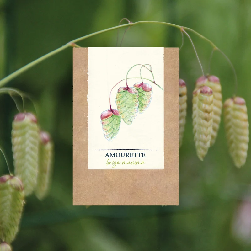 Graines d'Amourette • Certifiées AB