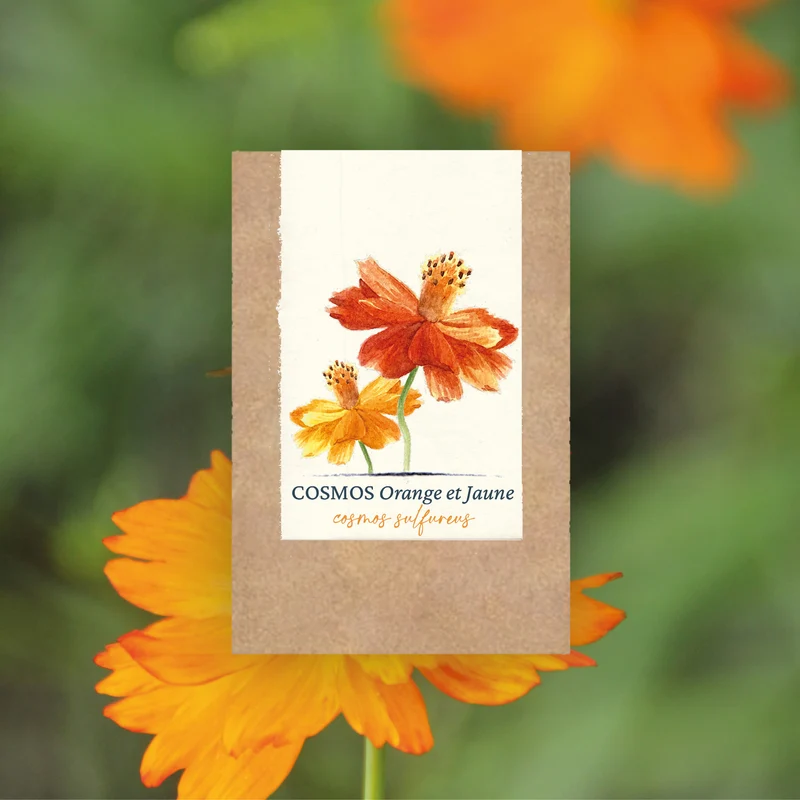 Graines de Cosmos "Alex Orange à Rouge" • Certifiées AB