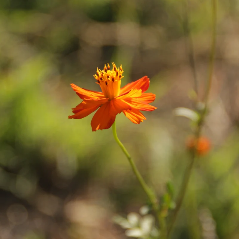 Graines de Cosmos "Alex Orange à Rouge" • Certifiées AB