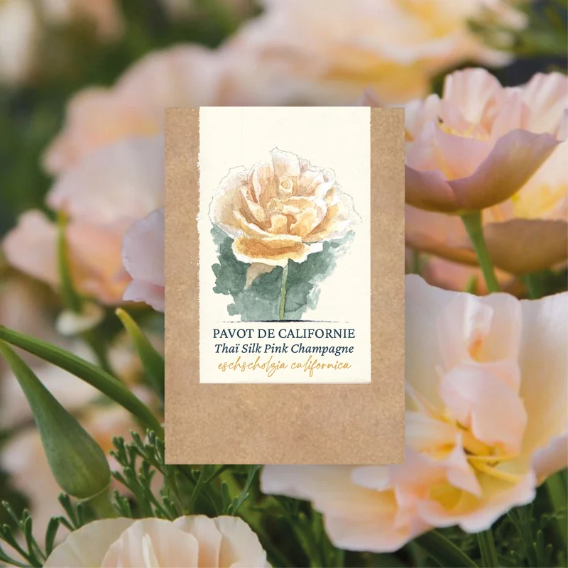 Graines de Pavot de Californie "Pink Champagne" • Non traitées