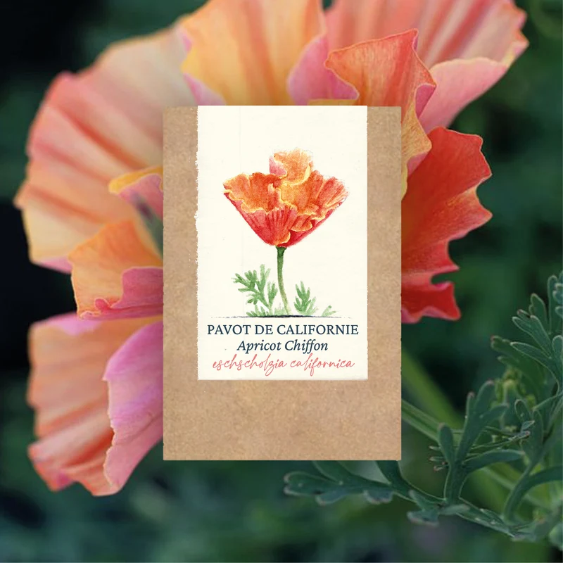 Graines de Pavot de Californie "Apricot Chiffon" • Certifiées AB