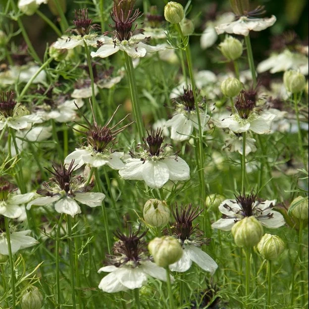 Graines de Nigelle "African Bride" • Certifiées AB
