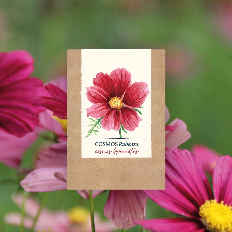 Graines de Cosmos "Rubenza" • Certifiées AB