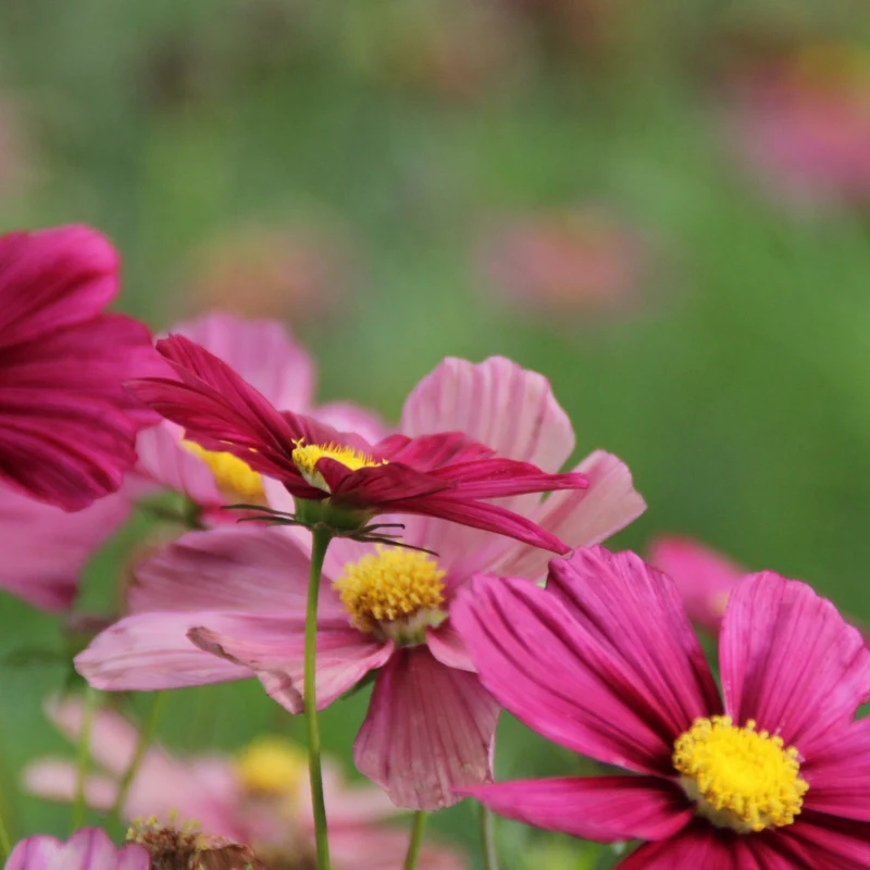 Graines de Cosmos "Rubenza" • Certifiées AB