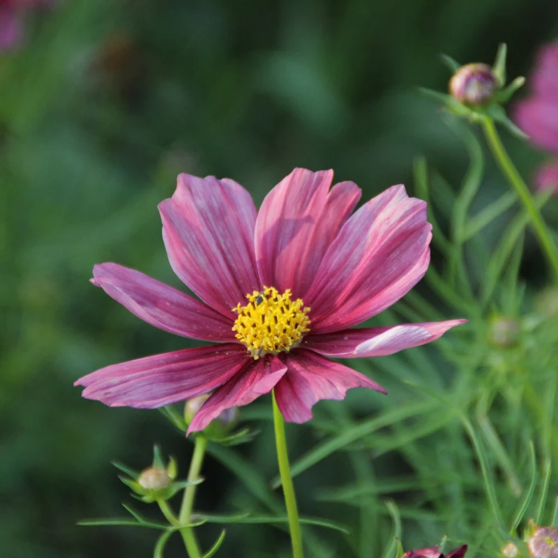 Graines de Cosmos "Rubenza" • Certifiées AB