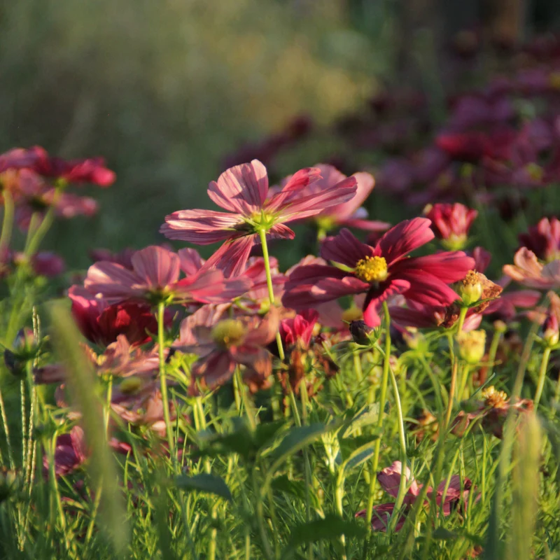 Graines de Cosmos "Rubenza" • Certifiées AB