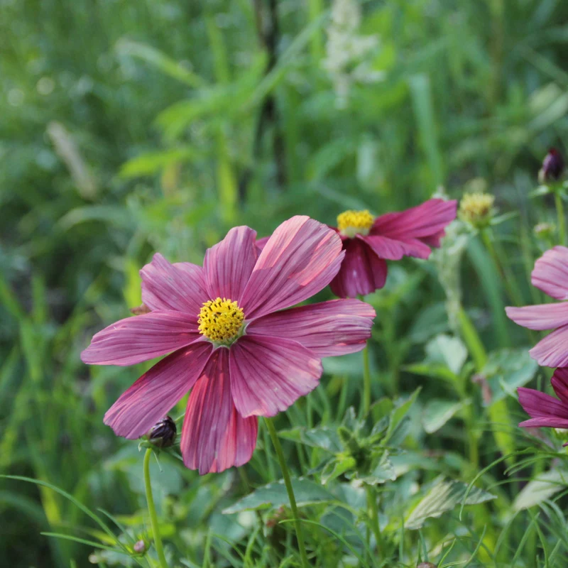 Graines de Cosmos "Rubenza" • Certifiées AB