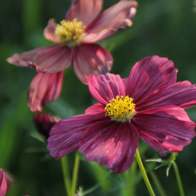 Graines de Cosmos "Rubenza" • Certifiées AB