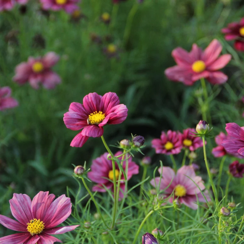 Graines de Cosmos "Rubenza" • Certifiées AB