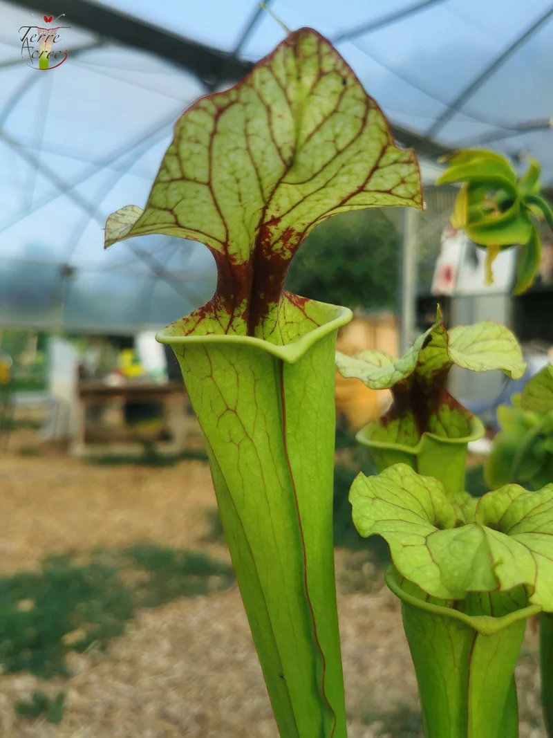 SX25a Sarracenia x "Ellcrys"