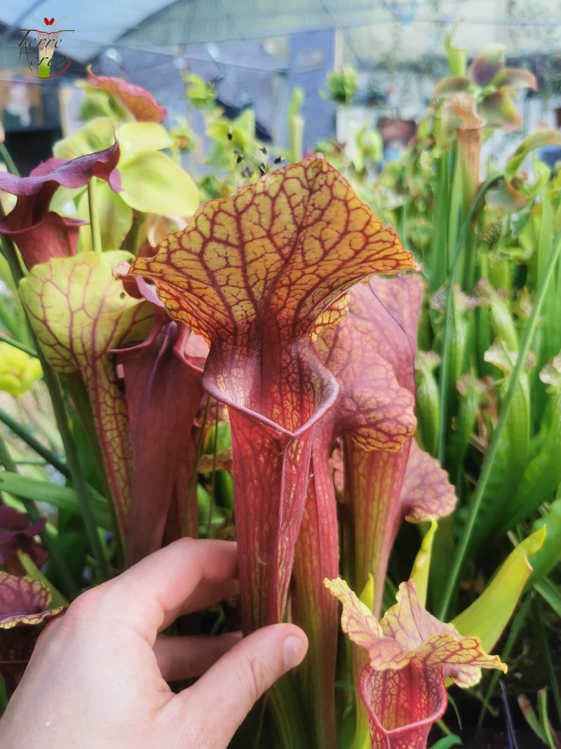 Graines Sarracenia 2025 (SX22f x OP)