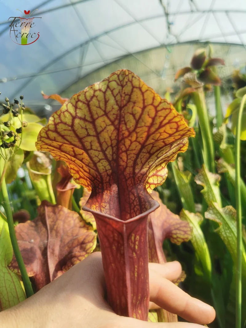 Graines Sarracenia 2025 (SX22f x OP)