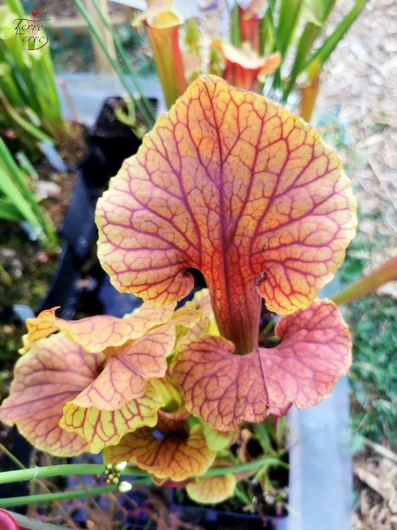 Graines Sarracenia 2025 (SX22f x OP)
