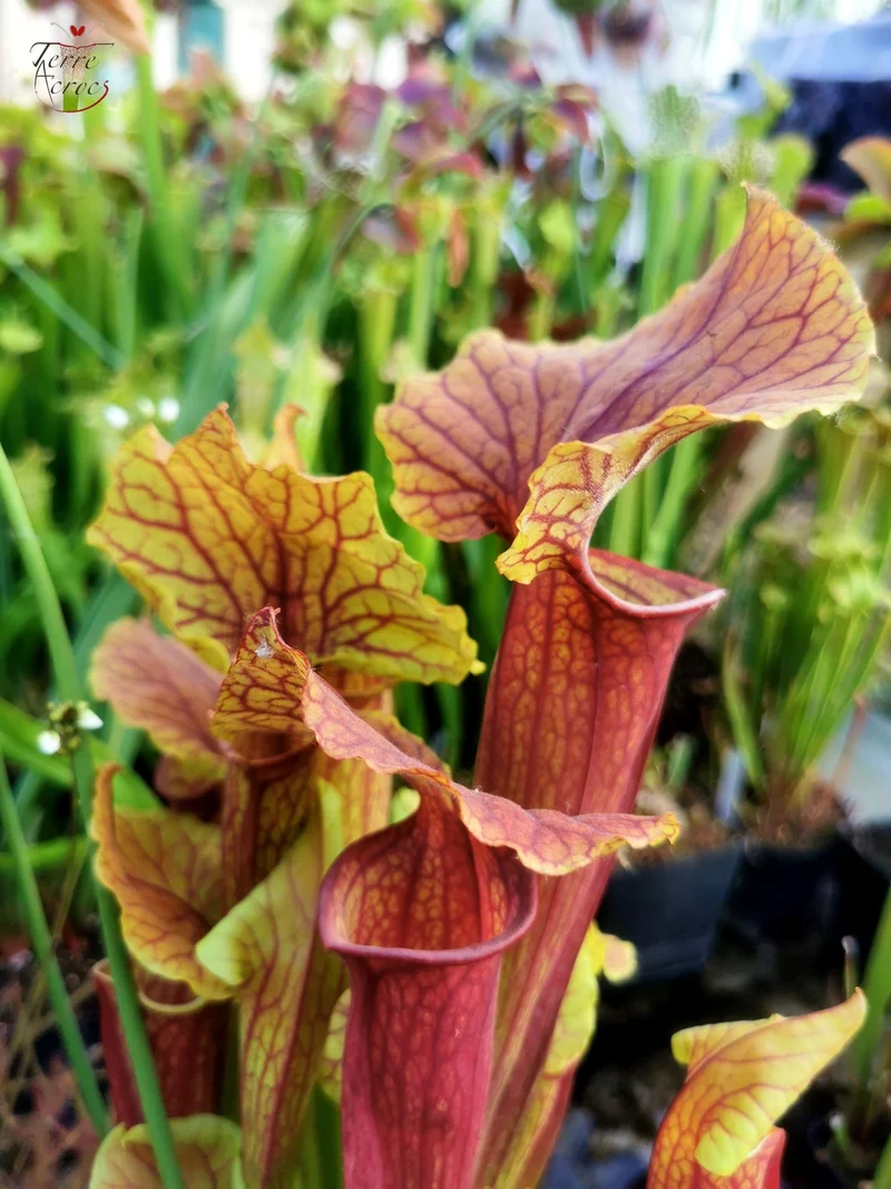 Graines Sarracenia 2025 (SX22f x OP)