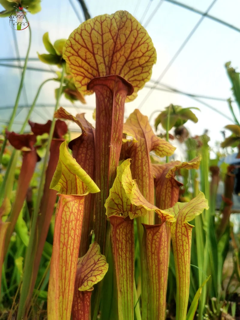 Graines Sarracenia 2025 (SX22f x OP)